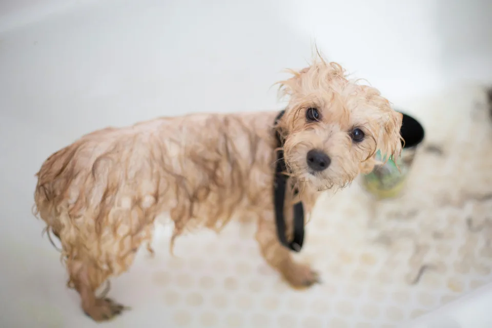 Un perro de pelo rizado durante el baño